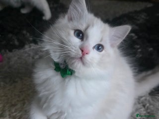 Ragdoll cats 💕GCCF registered ragdoll kittens💕 - Advert 3