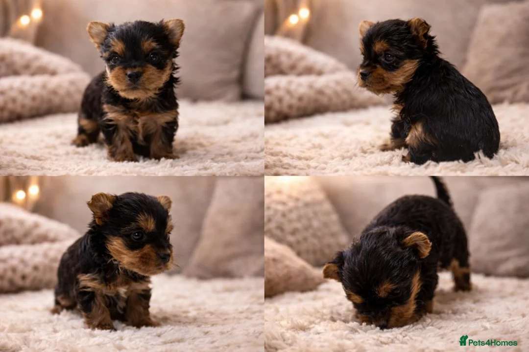 Yorkshire Terrier dogs for sale: YORKIE PUPPIES - Advert 19