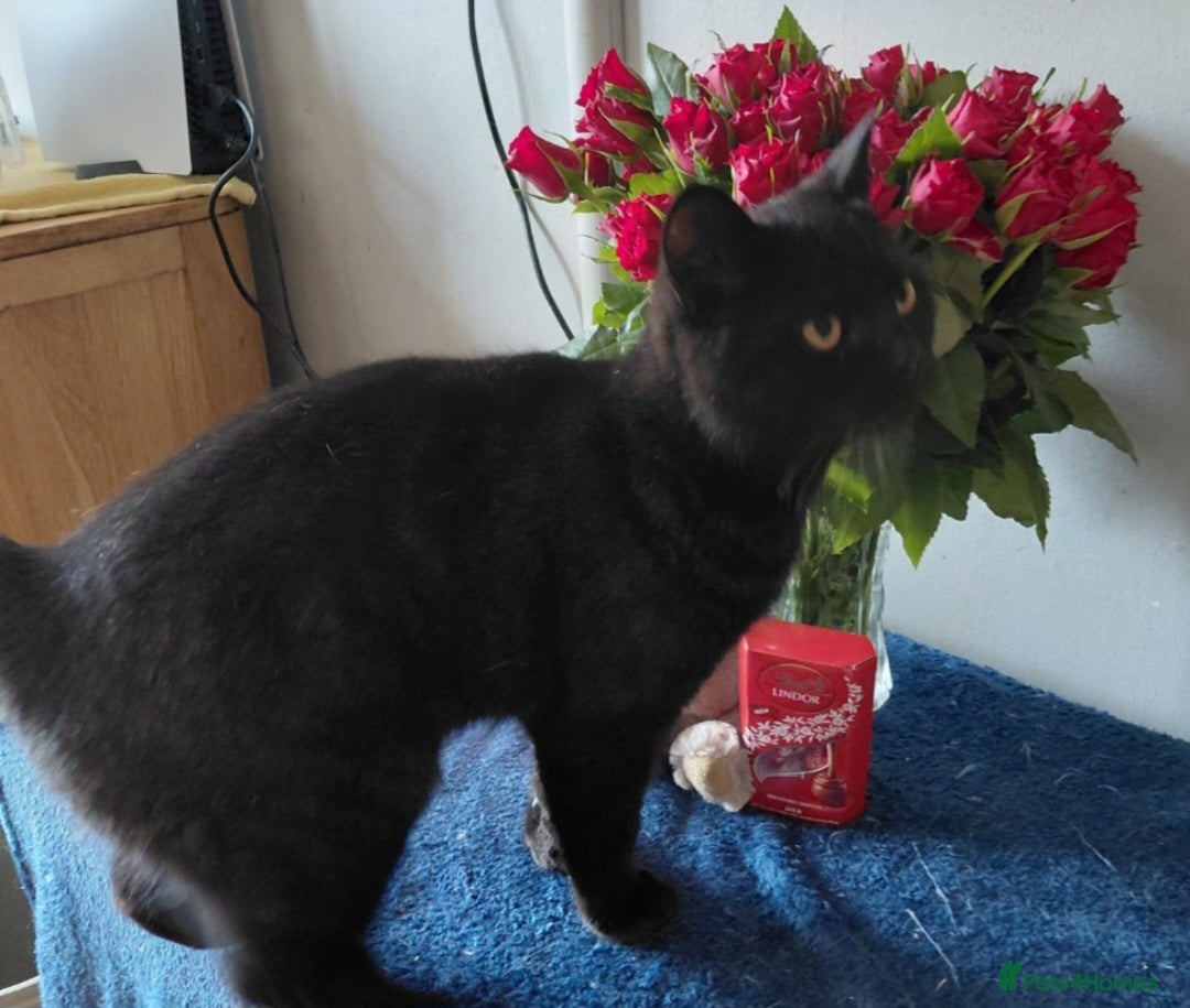 British Shorthair cats for sale: Beautiful black pedigree british shorthairs - Image 7