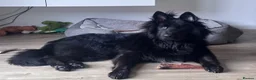 German Shepherd dogs for sale: Solid Black Long-Coat German Shepherd – KC Reg - Advert 1