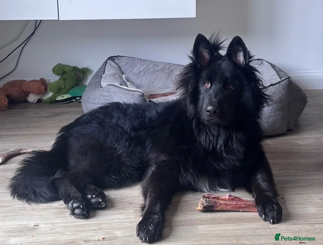German Shepherd dogs for sale: Solid Black Long-Coat German Shepherd – KC Reg - Advert 1