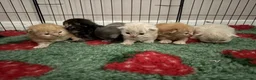 Mixed Breed cats for sale: Beautiful Persian cross kittens  - Advert 7