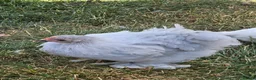 Chickens poultry for sale: Pekin Bantam pullets - Advert 8
