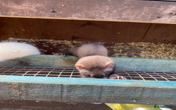 Ferret rodents for sale: Ferrets  - Image 2