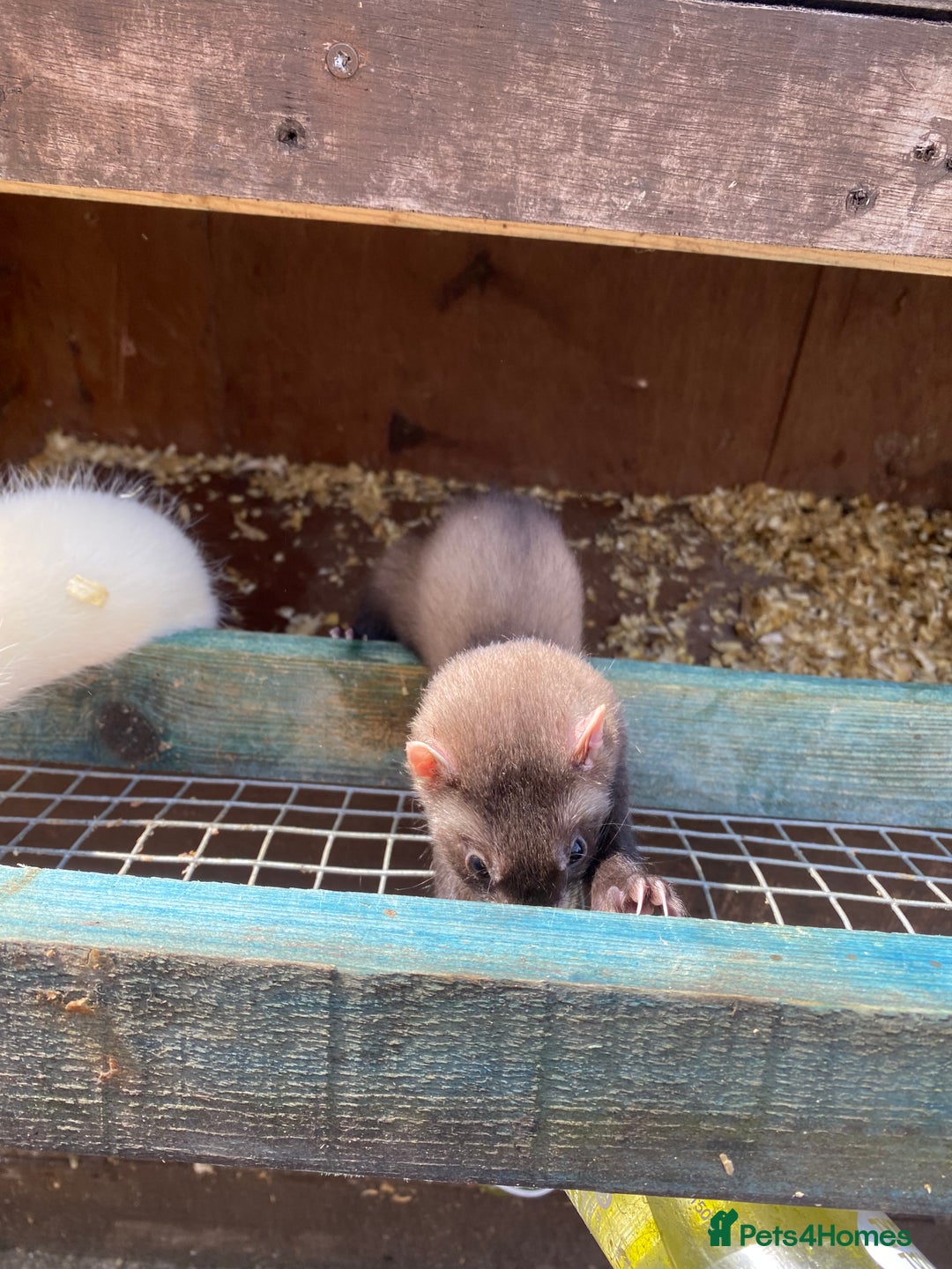 Ferret rodents for sale: Ferrets  - Image 2