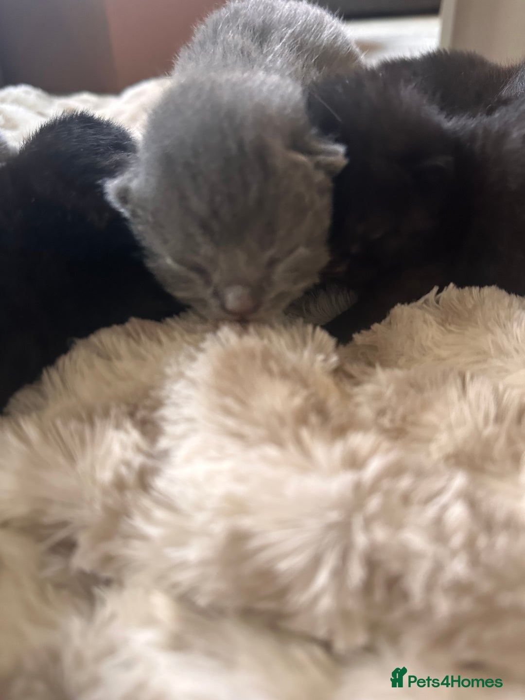 Scottish Fold cats for sale: Adorable Scottish Fold kittens, chocolate & Blue❤️ - Advert 7