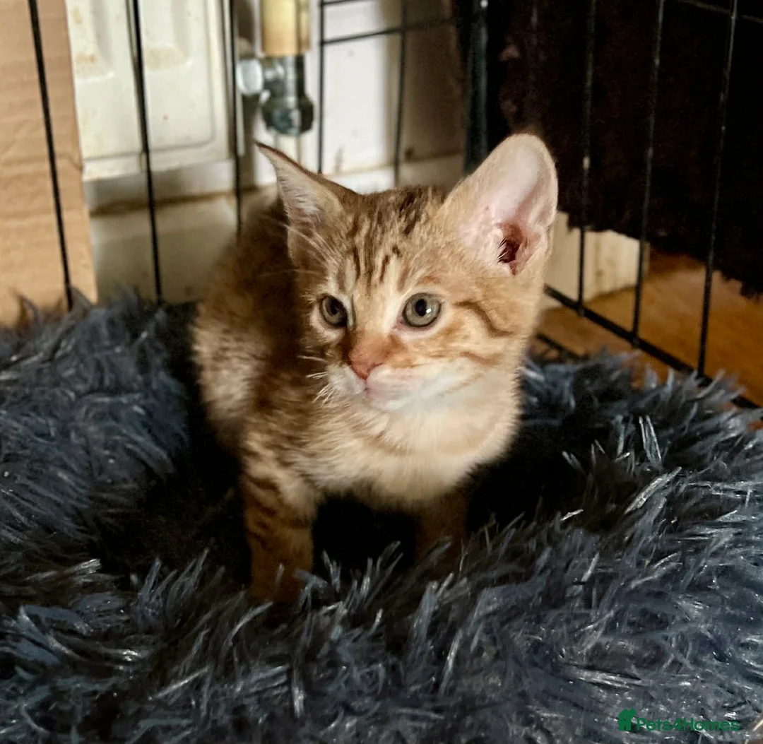 Ocicat cats for sale: Adorable Ocicat Kittens  - Advert 8