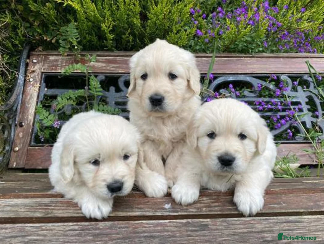 Golden Retriever dogs for sale: CREAM GOLDEN RETRIEVER PUPPIES  - Advert 4
