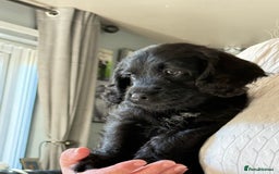Mixed Breed dogs for sale: Labradoodle cross cockapoo puppy’s  - Image 2