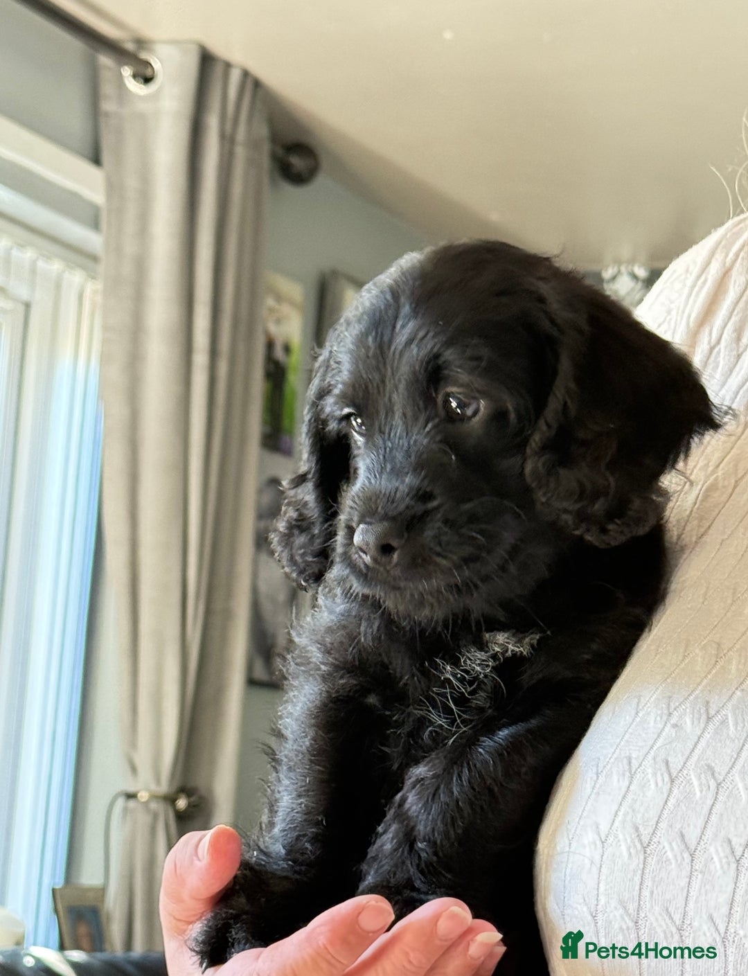Mixed Breed dogs for sale: Labradoodle cross cockapoo puppy’s  - Image 2