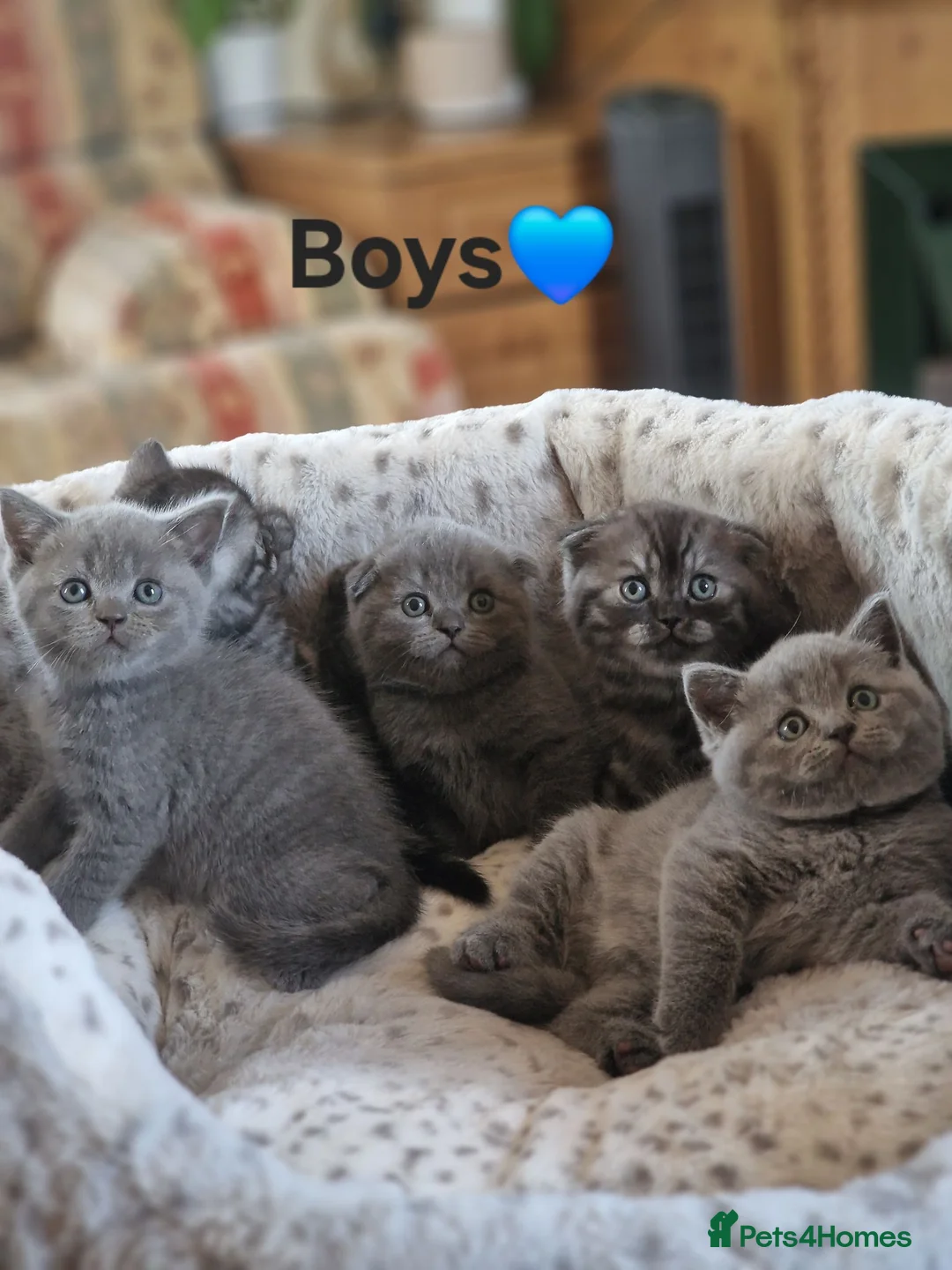 Scottish Fold cats for sale: Scottish fold & Straight Ears  - Advert 10