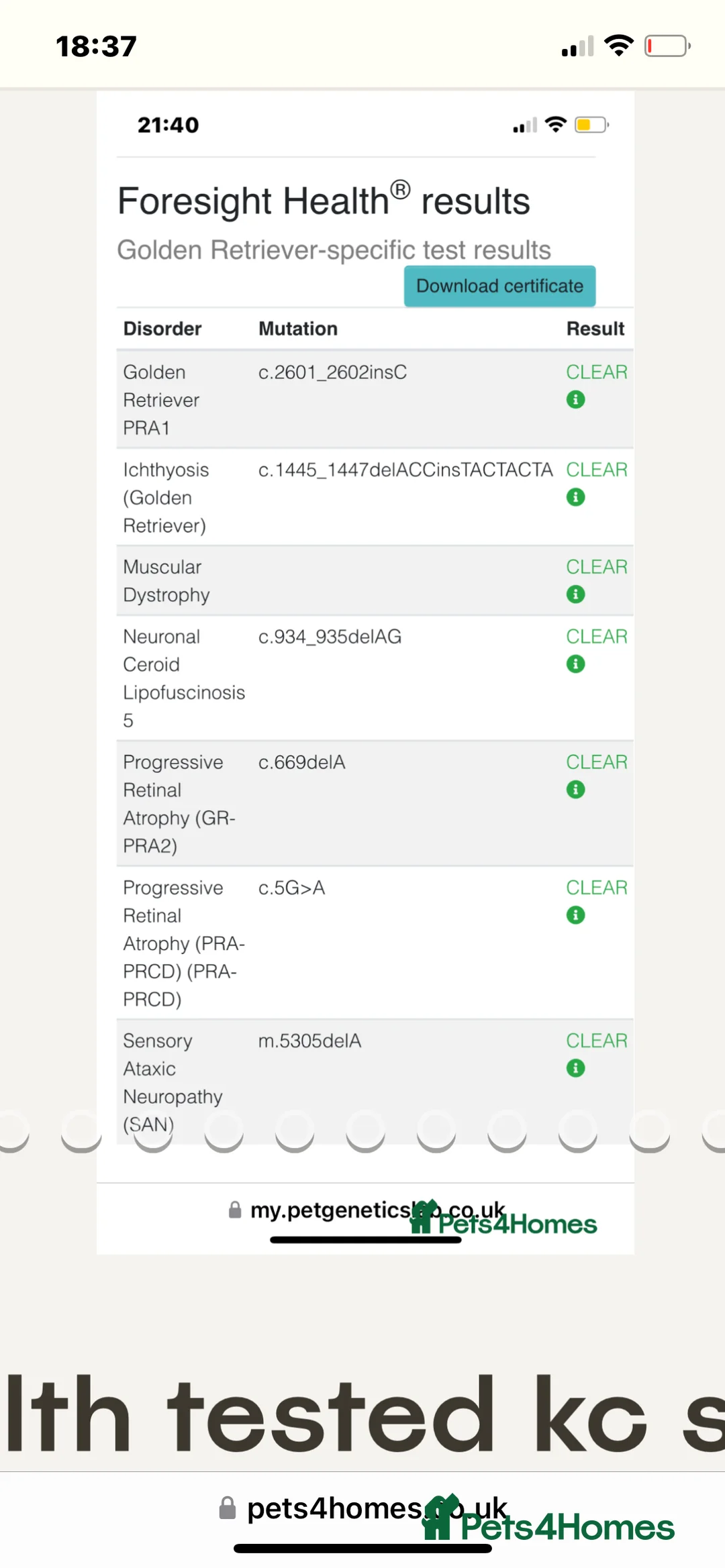 Golden Retriever dogs for stud: Fully health tested n dna clear kc stud - Advert 7