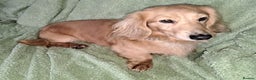 Miniature Dachshund dogs for stud: KC REG LONG HAIRED CREAM MINIATURE DACHSHUND STUD in Cambridge - Advert 7
