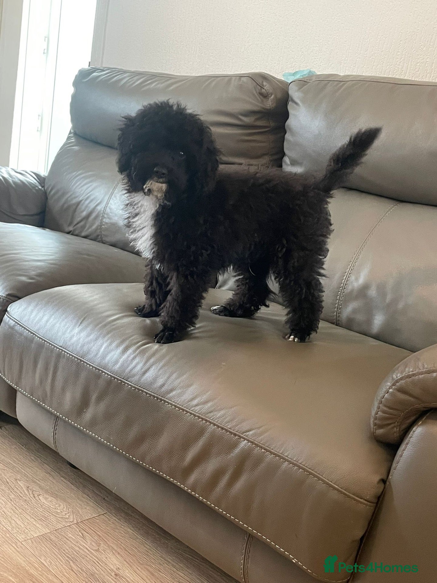 Miniature Poodle dogs health tested clear,🐩 purebred mini poodle - Advert 8