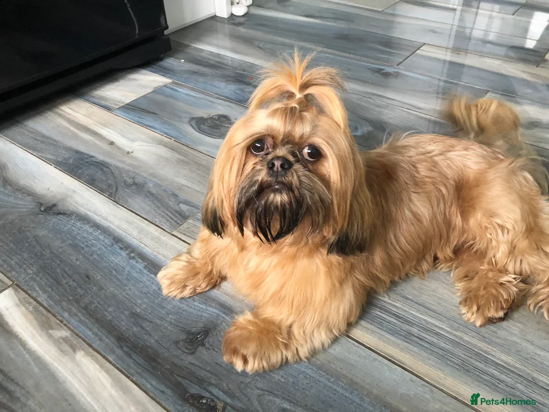Shih Tzu dogs for stud: Shih tzu stud  in Glasgow - Advert 3