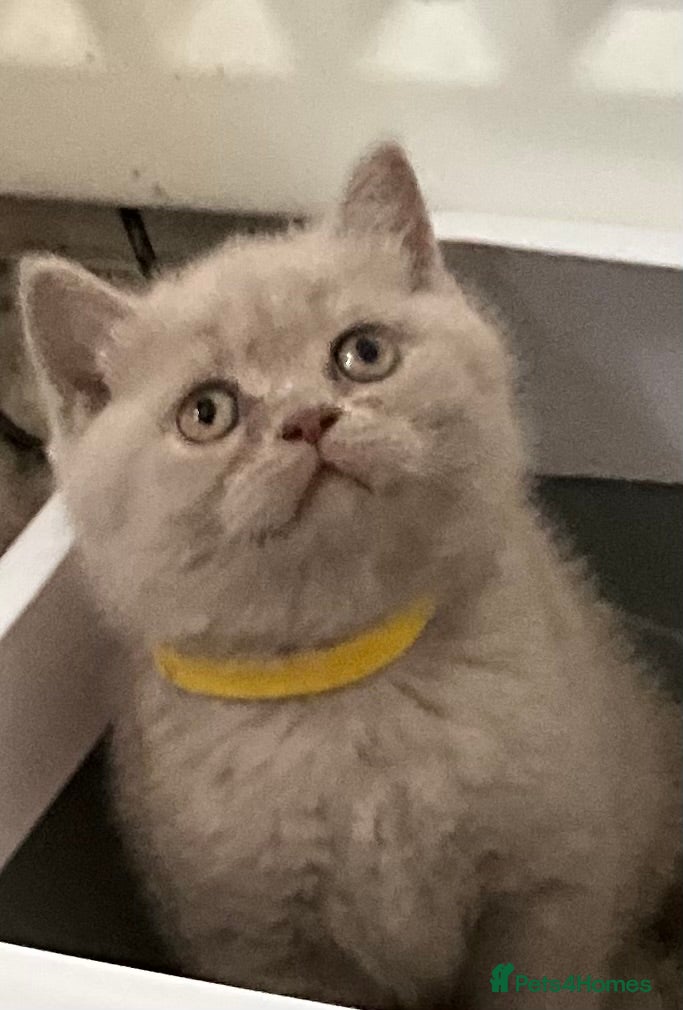 British Shorthair cats READY TO GO!!! Purebred amazing BSH kittens - Advert 8