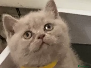 British Shorthair cats READY TO GO!!! Purebred amazing BSH kittens - Advert 8