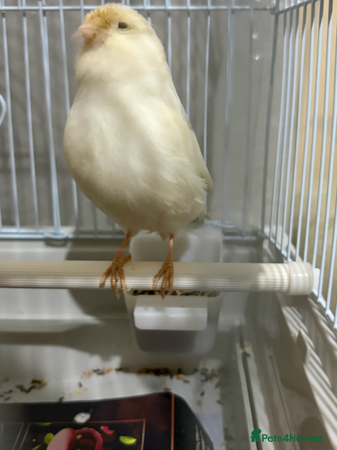 Canaries birds for sale: Mix selection of canaries Norwich/Border  - Advert 8