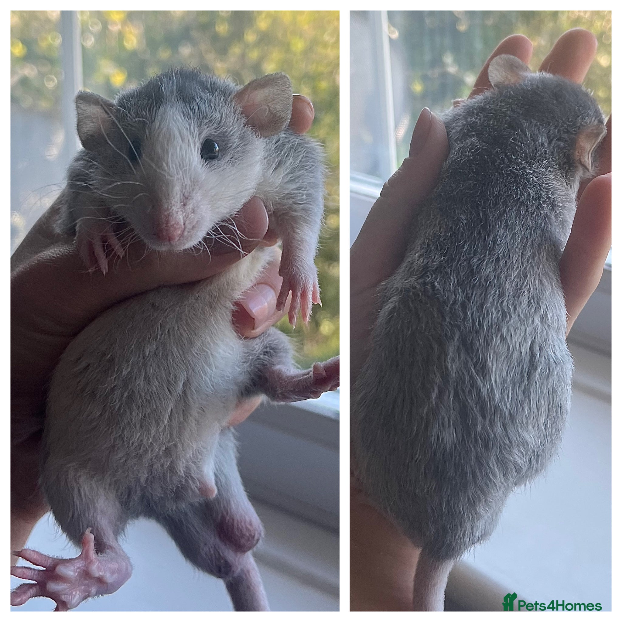 Rat rodents 5 dumbo bucks available  - Advert 1