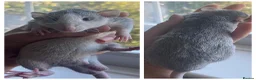 Rat rodents for sale: 5 dumbo bucks available  in Skelmersdale - Advert 1