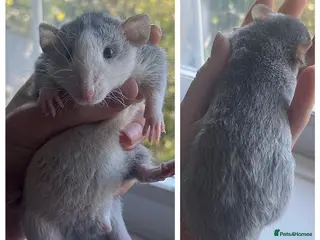 Rat rodents 5 dumbo bucks available - Advert 1