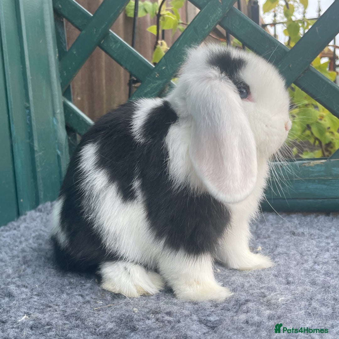 Mini Lop rabbits for sale: Mini Lop Black Extreme Doe - Image 3