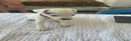 Parson Russell dogs for sale: 7 working parson terrier pups  - Advert 3
