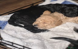 Bordoodle dogs for sale: F1B Bordoodle Puppies - Image 12