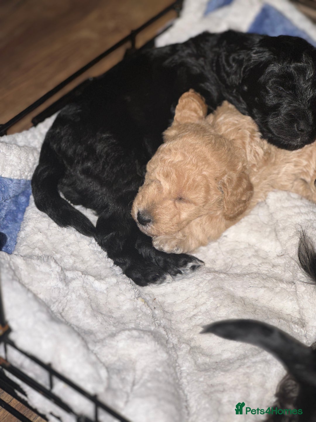 Bordoodle dogs for sale: F1B Bordoodle Puppies - Image 12