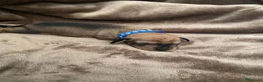 Miniature Dachshund 2