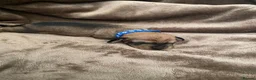 Miniature Dachshund dogs for sale: KC WIREHAIRED MINUATURE DACHSHUNDS  in Pontypool - Advert 8