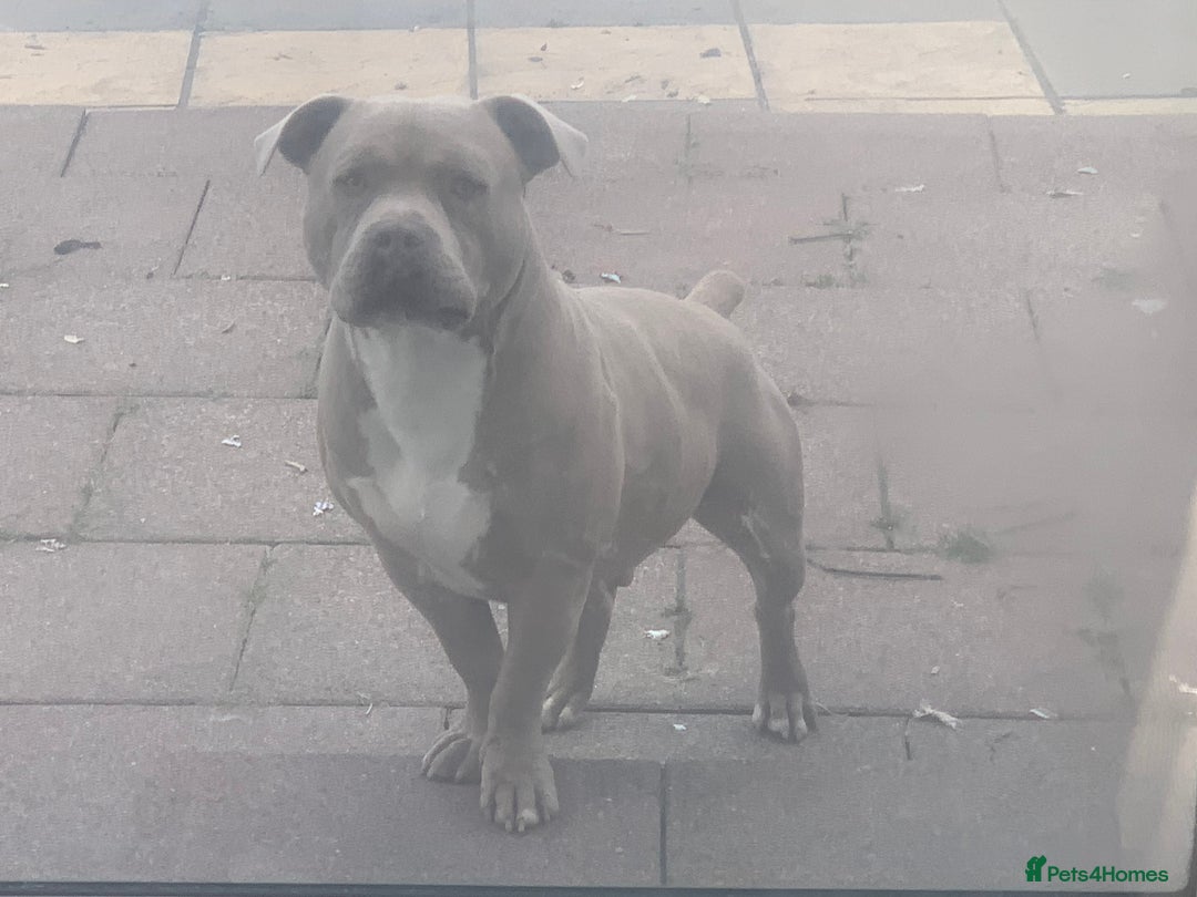 Shorty Bull dogs for sale: Proper pocket bully’s - Advert 30