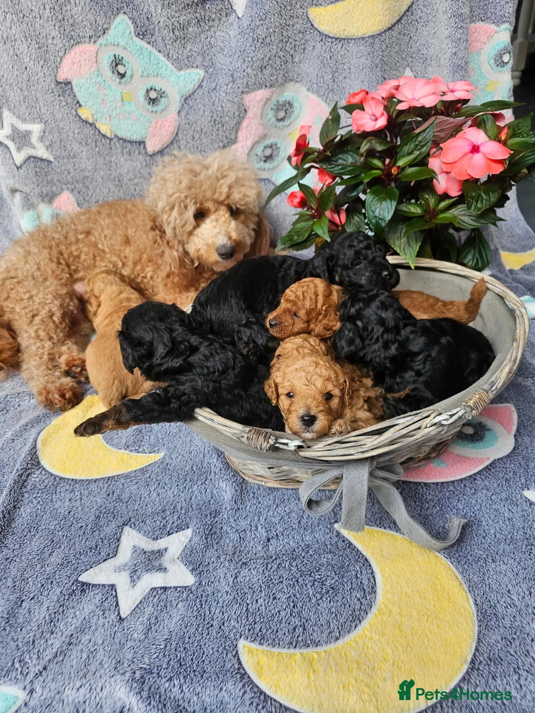 Cavapoo dogs for sale: 3 F1B Cavapoo Puppies Looking for Loving Homes - Advert 2