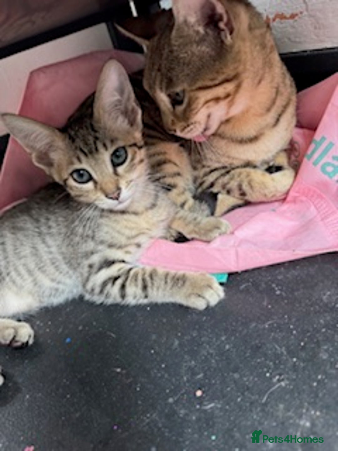 Savannah cats for sale: Glorious Savannah Babies - 1 Boy left - Image 21