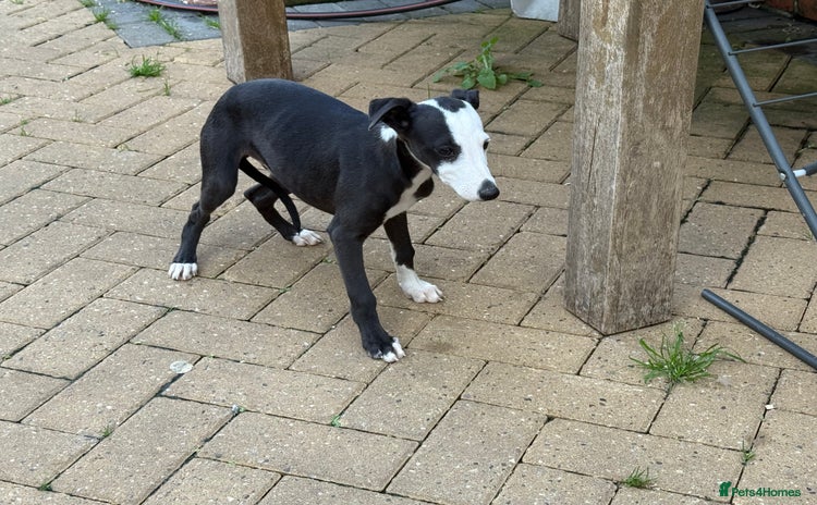 Whippet dogs - Advert 2
