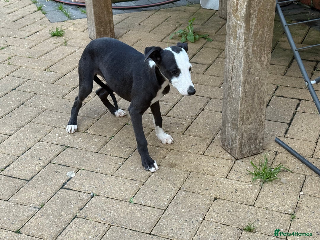 Whippet dogs for sale: Whippet dog pup - Image 1