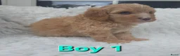 Cavapoo dogs for sale: Quality F1 Cavapoos. in Stockport - Advert 5