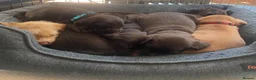 Mixed Breed dogs for sale: German Wire haired cross Labrador puppies - Advert 15