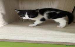 Mixed Breed cats for sale: Kittens 8 weeks old  - Image 6