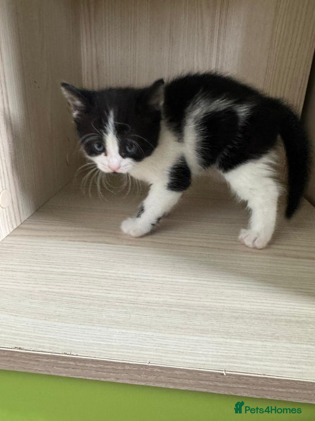 Mixed Breed cats for sale: Kittens 8 weeks old  - Image 6