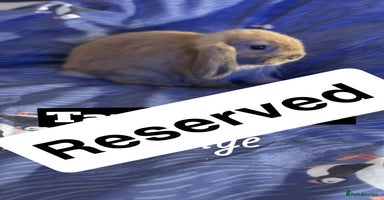Mini Lop rabbits - Advert 2