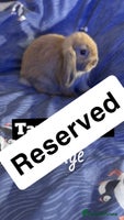 Mini Lop rabbits - Advert 3