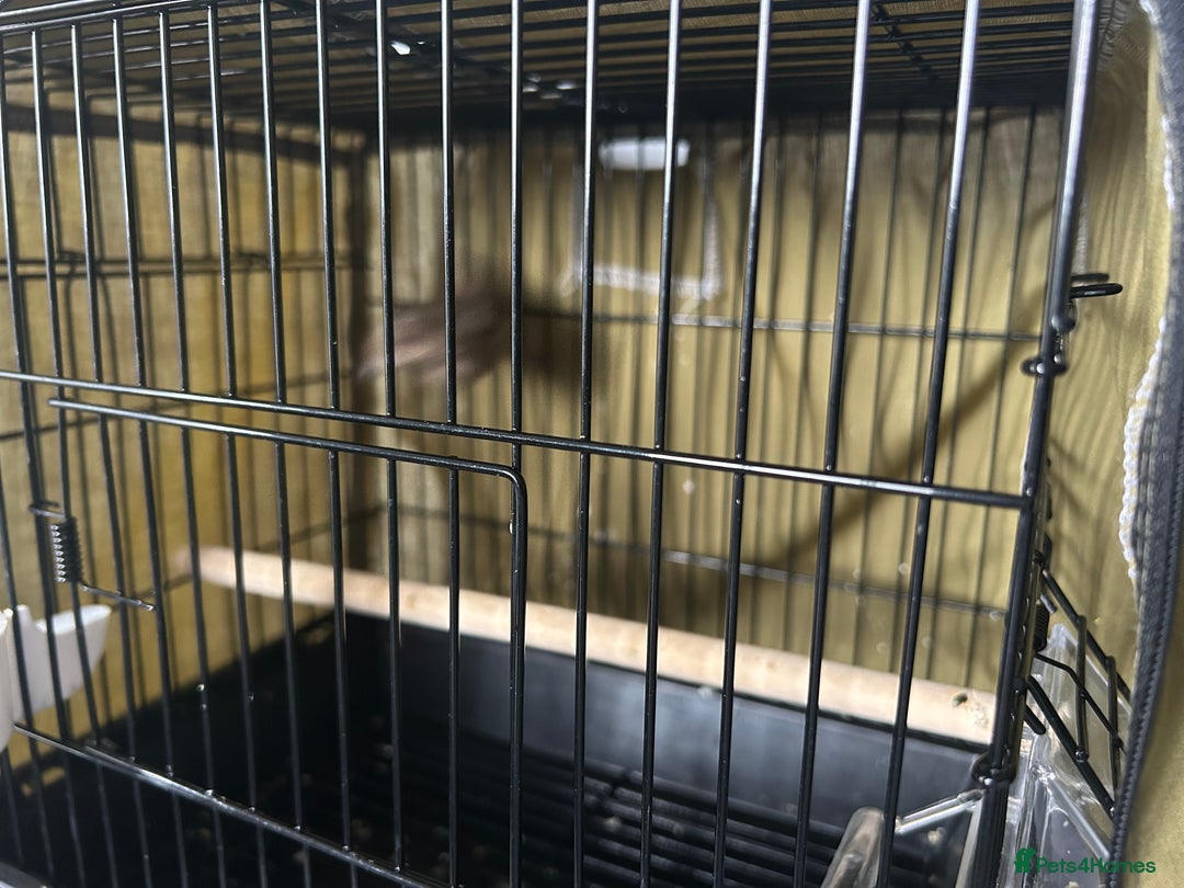 Finches birds for sale: Free Mexican/house finch - Advert 5