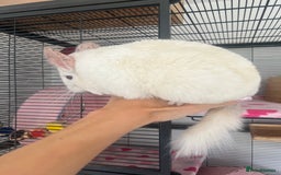 Chinchilla rodents for sale: 2 Female Chinchillas and Full set up!  - Image 8