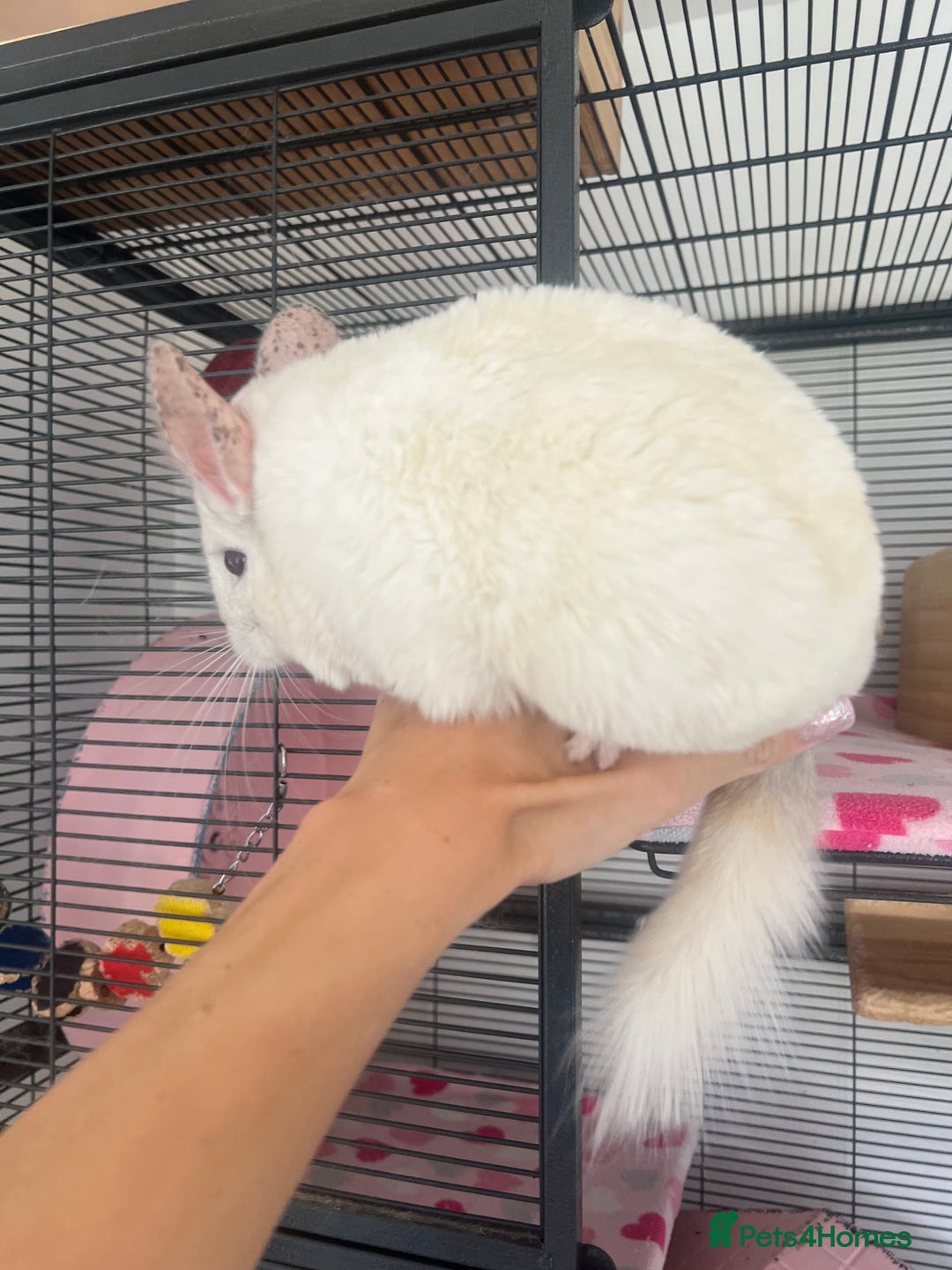 Chinchilla rodents for sale: 2 Female Chinchillas and Full set up!  - Image 8