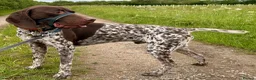German Shorthaired Pointer dogs for stud: 🏆⭐️⭐️Champion bloodlines Proven Stud⭐️⭐️🏆 - Advert 2