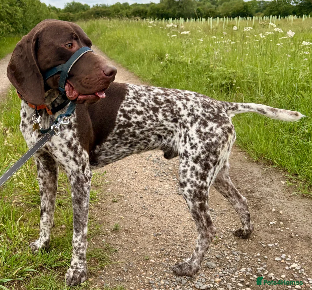 German Shorthaired Pointer dogs for stud: 🏆⭐️⭐️Champion bloodlines Proven Stud⭐️⭐️🏆 - Advert 2