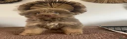 German Shepherd dogs for sale: German Shepherd Puppies Liver Tan Isabella Tan  - Advert 3