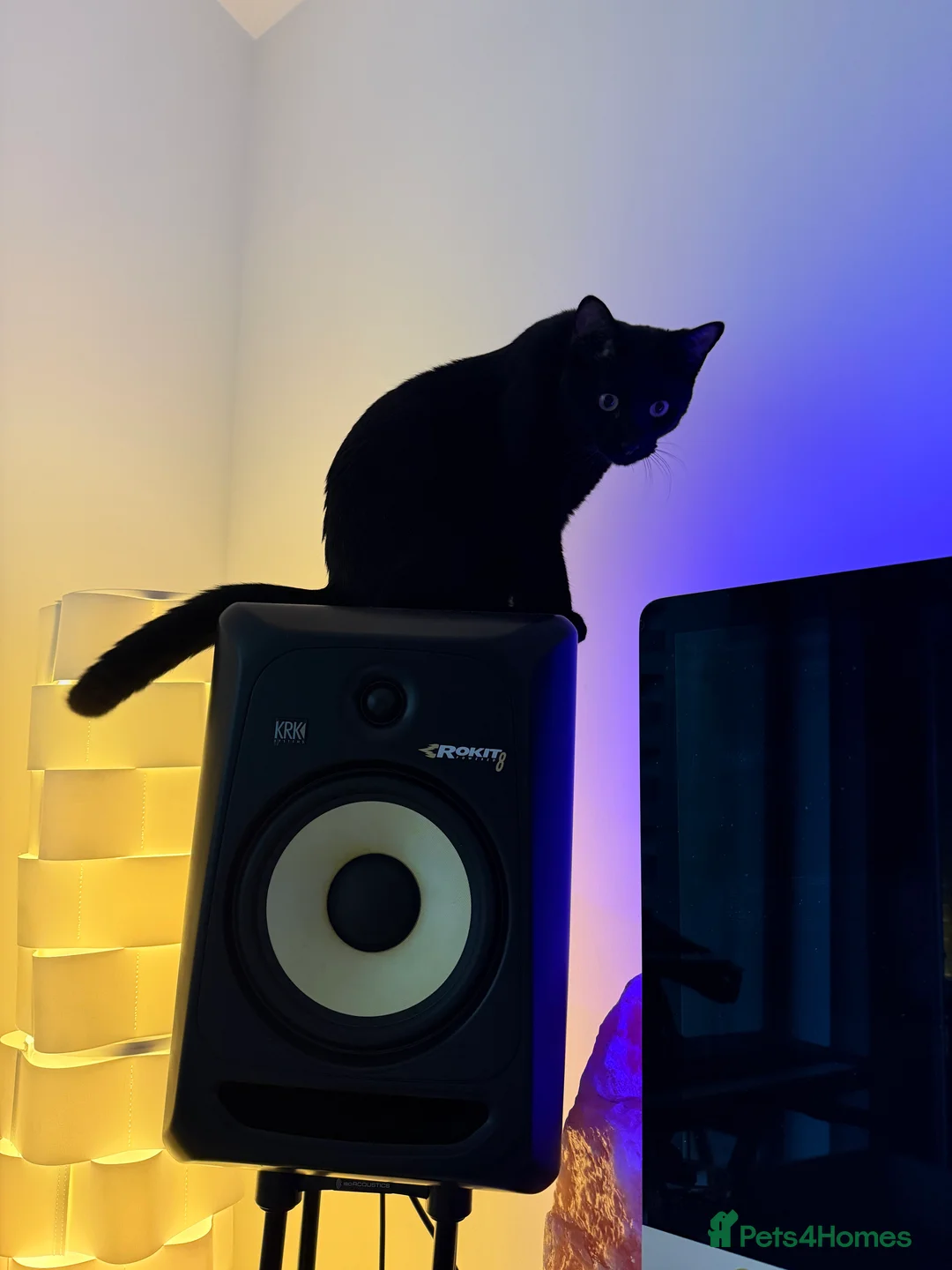 Mixed Breed cats for sale: Energetic Black Cat Looking for Active Loving Home - Advert 14