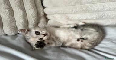 British Shorthair cats - Advert 11